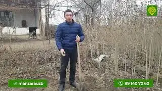ПАВЛОВНИЯНИ КАНДАЙ ТАРТИБДА ЭКИШ КЕРАК?