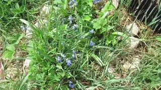 Весеннее Душевное Тепло... Владимир Моряк, Алёнушке - Елене Морозовой 27