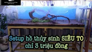 Setup bể thủy sinh SIÊU TO KHỔNG LỒ giá chỉ 3 triệu.