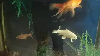 Gold fish waiting for food