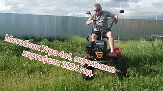 Мотоблок Угра 4х4, окучивание картофеля 2024 год.
