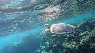 Marsa-Alam, Abu Dabbab, Malikia reef