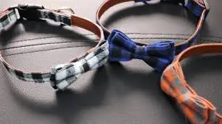 Kitten and puppy collar with bow