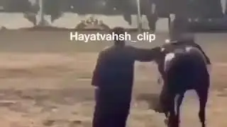 Потанцуй со мной!  Лошадь ударила дресеровщика.