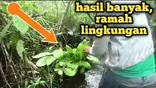 ratusan perangkap ikan lembat prnah ada di spot ini ! rawa bekas BUBU Adit makarti tetap mnghasilkan
