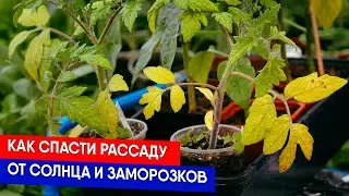 Как спасти рассаду от солнца и заморозков