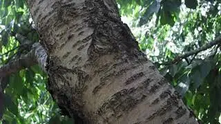 привитые  сорта  черешни