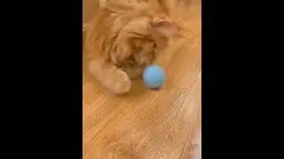 Умные игрушки для кошек