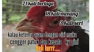 si tulang, ayam tehnik asor 18 kali win.. 3x seri