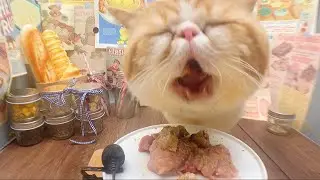 My cat eating raw Chicken+ Pork+ Chicken neck | Dao’s ASMR