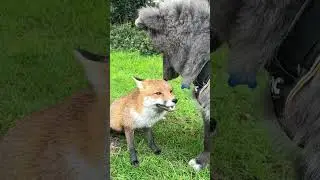 Fox and Wolf make friends  *cutest*