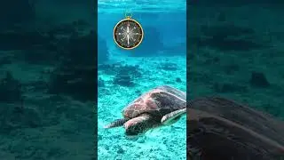 Turtles for Kids | 