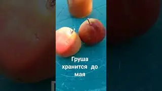 Груши хранятся до мая