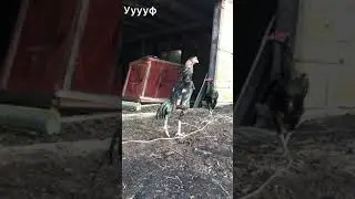 O shamo О шамо