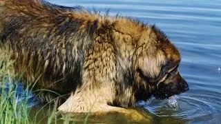 The Leonberg