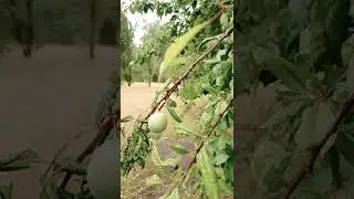 Azad Kashmir Latest Video