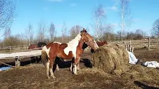 ЦЫГАНСКИЕ ЛОШАДИ🐎КОБЫЛА ТЯЖЕЛОВОЗ НЕОБЫЧНОГО ОКРАСА🐎🔥