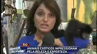 Animais exóticos impressionam pela beleza e esperteza