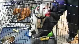 Food Aggressive dogs