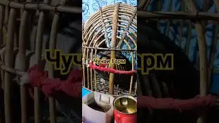 Чучаи Гарм 