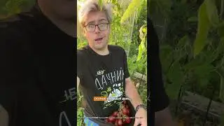 Натуральная приправа из своих овощей #дача #рецепты #огород #вкусно #сад #лайфхак