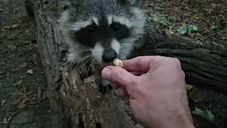Can I feed animals acorns?