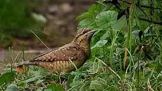 Wryneck at footpath north of Groby Pool, 6th Sept, 2021.