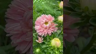 Астры🌸начало июля🌿 