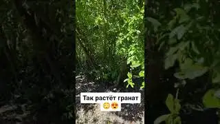 Так растёт гранат😳😍 #блогер #путешествие #ела #красота