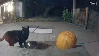 KiKi Panther visits super early one morning before anyone is awake to serve breakfast! (mMc 2652)