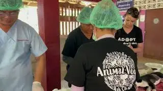 Animal Voice Koh Chang