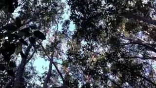 Varecia variegata