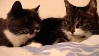 Коты поют очень грустную песню(( [Music]