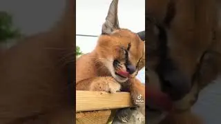 тик-ток