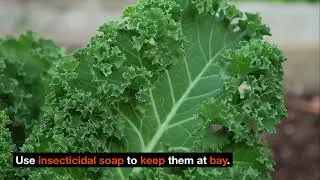 The Ultimate Guide to Growing Kale