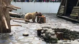 Oursons au zoo de Servion (VD)