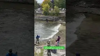Salmon Run - Ganaraska River, Port Hope, Ontario, Canada (September 2023)