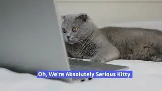 Down Payment Helping Hand - Mortgages with down payment assistance, No money down - Serious Kitty