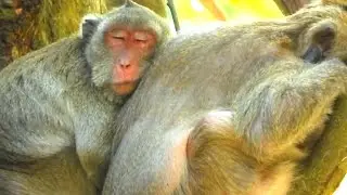 Monkey continues calling old friends to meet her in a secrete place