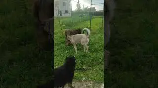Мартик в самоволке 🐕❤️😊