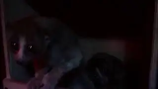 Малый толстый лори