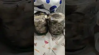 маринованные вешенки 18.12.23