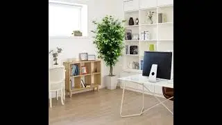 6ft Ficus Tree In Black Pot
