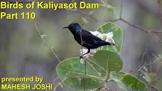 Birds of Kaliyasot Dam - Part 110
