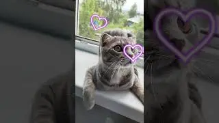котейка под музыку #cat #music #кот #anime #super