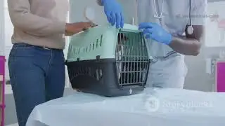Cat Health Care Tips | Early Treatment Can Save Your Cat’s Life