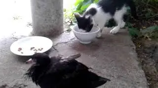 Сытый кот и голодный голубь