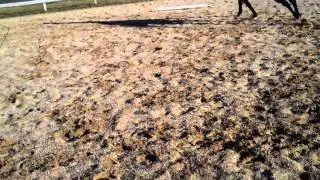 Suddenly A Kitten   2005 mare by Perfect Execution
