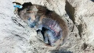 The owner did not treat the little puppy and threw him out on the street!