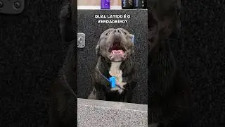 QUAL É O LATIDO VERDADEIRO? #dog #pet #cachorro #cao #pitbull